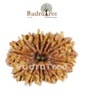 Why Everyone Around Me Suddenly Cares About This One Rudraksha 14 Mukhi Rudraksha Sahakara Nagar
